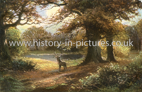 A Glade in Epping Forest, Essex. c.1905